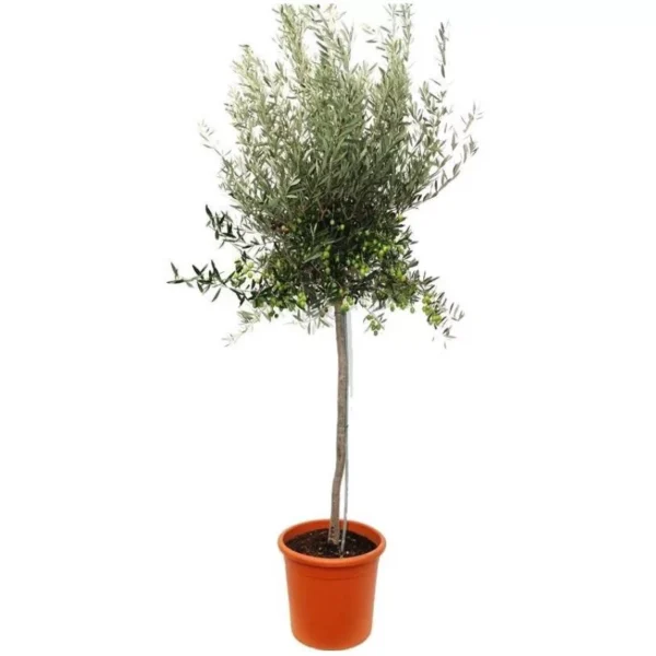 Оливковое деревце