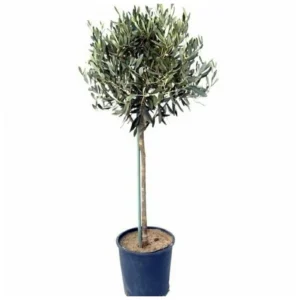 Оливковое деревце