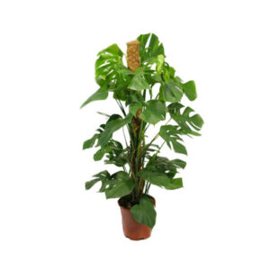 Монстера на опоре