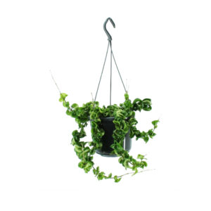 Эсхинантус Мона Лиза