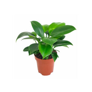 Филодендрон Грин Принсесс