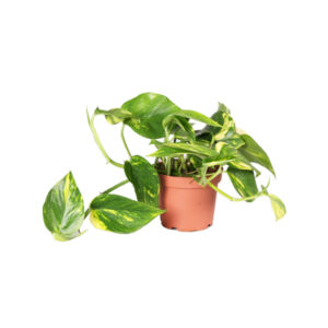 Эпипремнум Ауреум