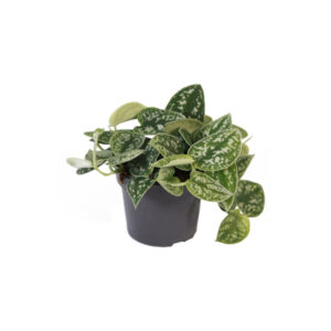 Сциндапсус (эпипремнум) Пиктус