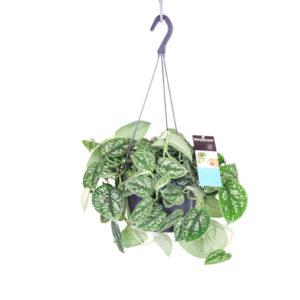 Сциндапсус (эпипремнум) Пиктус подвесной