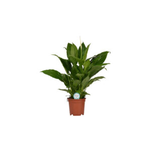 Спатифиллум микс