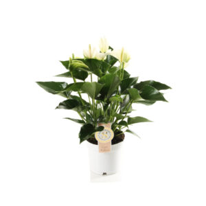 Антуриум Чемпион белый