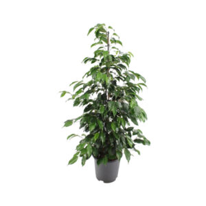 Фикус Бенджамина Даниель