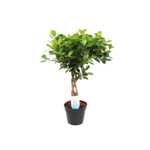 Фикус Моклейм с переплетенным стволом