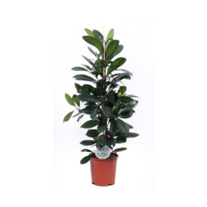 Фикус Циатистипула