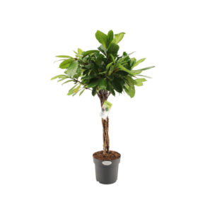 Фикус Циатистипула с переплетенным стволом