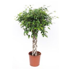Фикус Бенджамина Экзотика цилиндр
