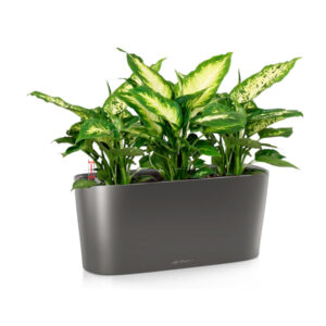 Диффенбахия + Lechuza Delta