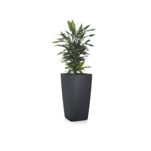 Драцена Джанет Линд бранч + Lechuza Cubico