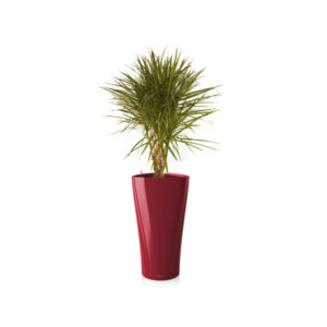 Драцена Маргината бранч + Lechuza Delta