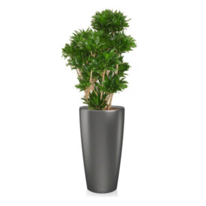 Драцена Компакта бранч + Lechuza Rondo