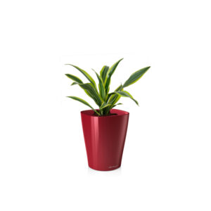 Драцена мини + Lechuza Deltini