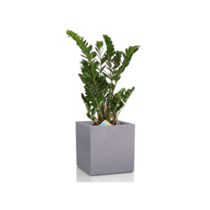 Замиокулькас + Lechuza Canto