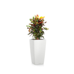 Кротон Мамми бранч + Lechuza Cubico