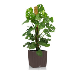 Монстера + Lechuza Cube 40