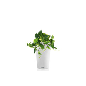 Эпипремнум Ауреум + Lechuza Cilindro 23