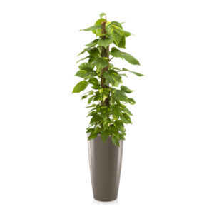 Эпипремнум на опоре + Lechuza Rondo 32