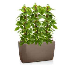 Эпипремнумы + Lechuza Cararo