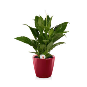 Спатифиллум + Lechuza Classico