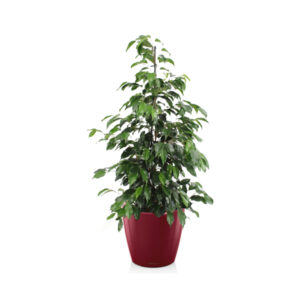 Фикус Бенджамина Даниель + Lechuza Classico 35