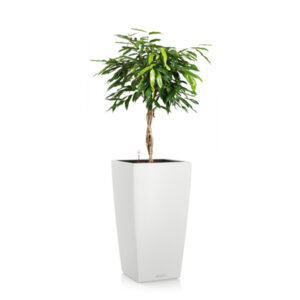 Фикус Амстел Кинг + Lechuza Cubico 40