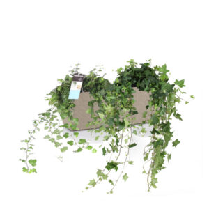 Хедеры микс + Lechuza Balconera