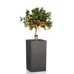 Цитрофортунелла на штамбе + Lechuza Canto