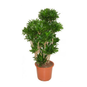 Драцена Компакта бранч