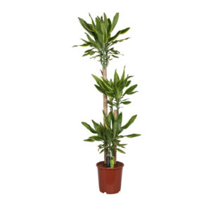 Драцена Голден Кост на стволах